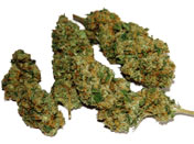 Dried Marijuana Buds