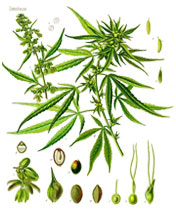 Male Cannabis Plant