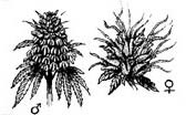Female flower & Male flower with seeds compared