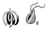 Mannelijke zaad en vrouwelijke bloem/vrucht